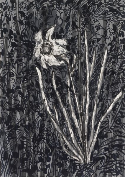 Daffodil, 2007, Acrylic Ink on paper, 100x71cm